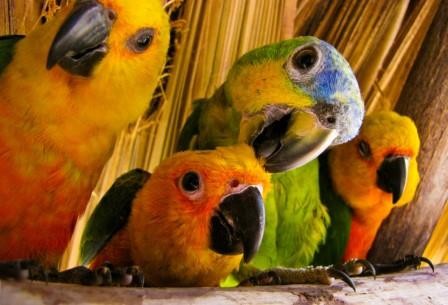 Почему попугаи так хорошо имитируют голоса