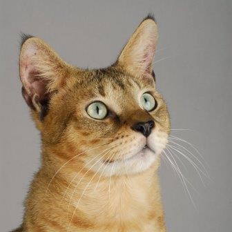 Почему зрачки кошек похожи на вертикальные щели