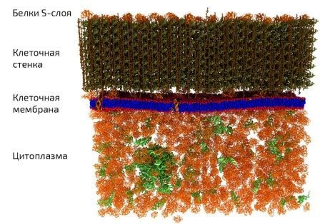 Получено первое изображение мембраны живой клетки в наномасштабе