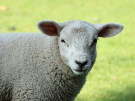 «Потомки» долли доказали, что клонированные овцы живут не меньше остальных