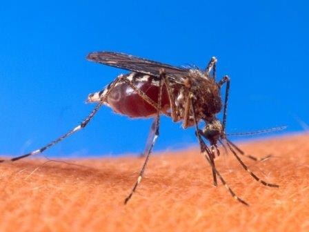 Предложен «контроль рождаемости» для комаров