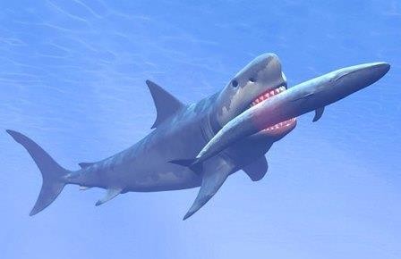 Предложена новая причина вымирания самой большой акулы на земле