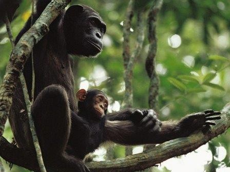Процесс обучения молодых шимпанзе сняли на видео