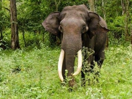 Прочитаны геномы шести видов слонов и мамонтов