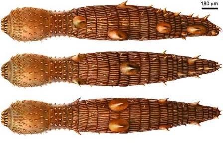Прототип научно-фантастического червя нашли в кембрийском море