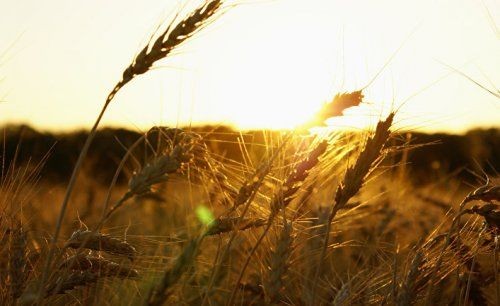 Пшеничные войны: америка проигрывает россии - «экономика»