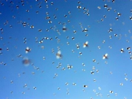 Радары обнаружили триллионы ежегодно мигрирующих насекомых
