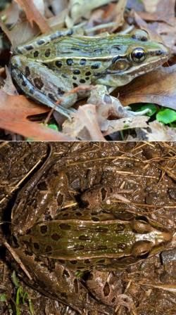 Рана кауффельди: новый вид лягушек нашли в нью-йорке