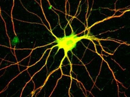 Раскрыта схема работы белка, регулирующего рост нервных клеток
