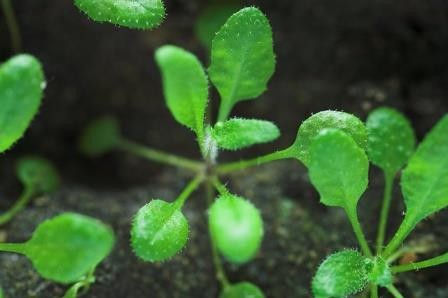 Растения жертвуют клетками корневого кончика, спасаясь от холода