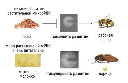 Растительная диета влияет на касту будущей пчелы