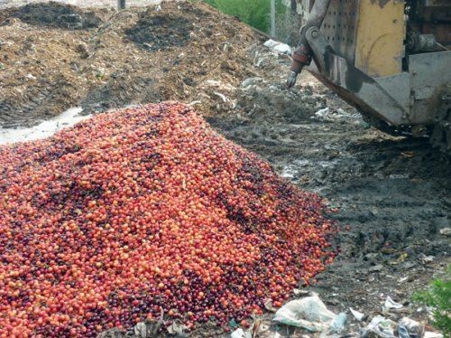 Россельхознадзор закатал в землю 12 тонн польской черешни - «новости челябинска»