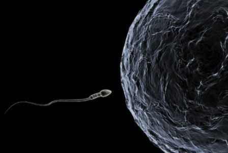 Российские биологи выяснили, что сперматозоиды передают «ген порядка»