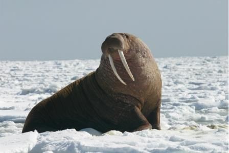 Российские исследователи узнали, где и чем кормятся моржи печорского моря