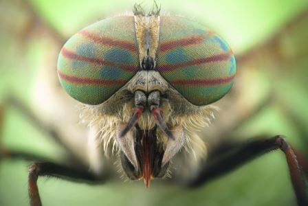 Российские ученые связали строение глаз насекомых с моделью тьюринга