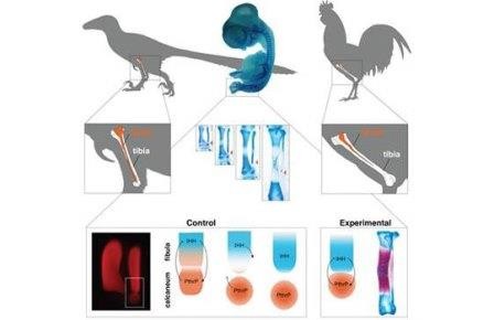 Рождение курозавра: птицам вернули динозавровые лапы