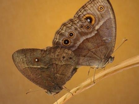 Самцы и самки африканской бабочки меняются ролями в брачных ритуалах