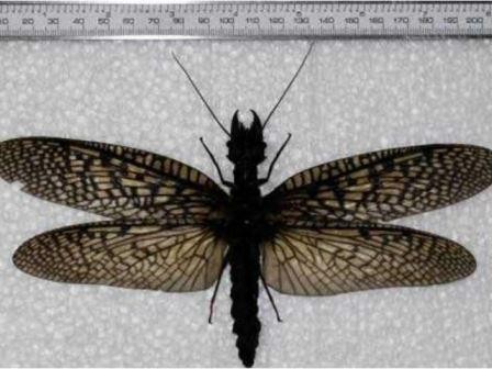 Самое большое в мире водное насекомое обнаружили в китае