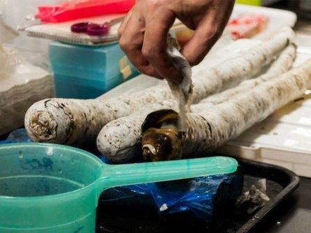 Самый длинный в мире моллюск впервые живьем попал в руки ученых