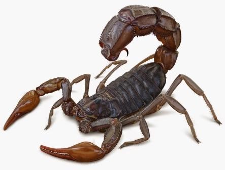 Самый крупный в истории скорпион был слабым