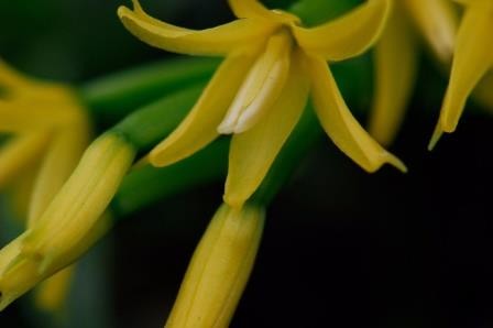 Секвенирование генома апостасии прояснило эволюцию всех орхидных