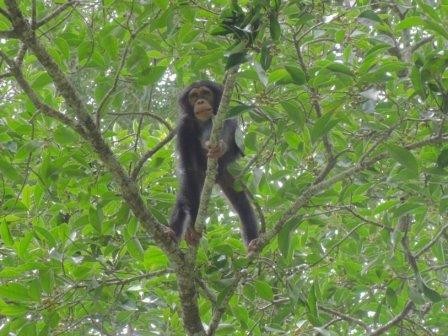 Шимпанзе планируют свой завтрак загодя