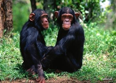 Шимпанзе следят за модой