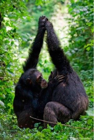 Шимпанзе учатся грумингу у матерей