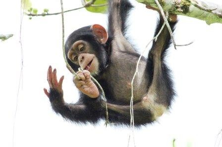 Шимпанзе внутренне «заряжены» на создание орудий труда
