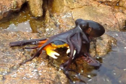 Схватка краба с осьминогом на суше. видео