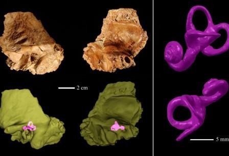 Сканирование выявило структуру внутреннего уха неандертальцев