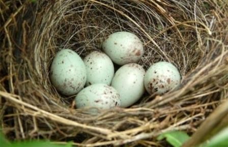 Скорлупа птичьих яиц действует как солнцезащитный фильтр