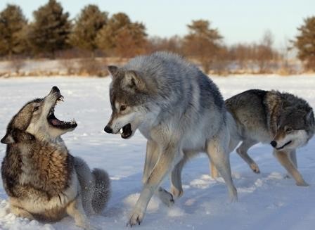Собаки и волки контактируют при помощи глаз