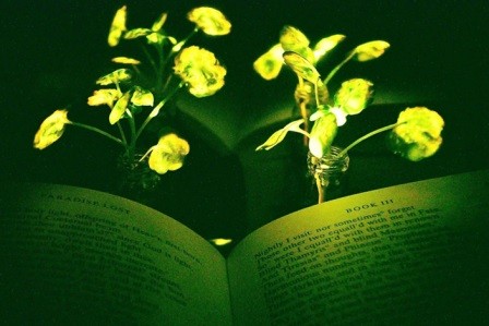 Созданы нанобионические светящиеся растения