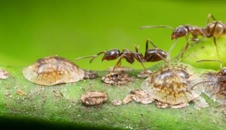 Среда обитания муравьев влияет на развитие их личности
