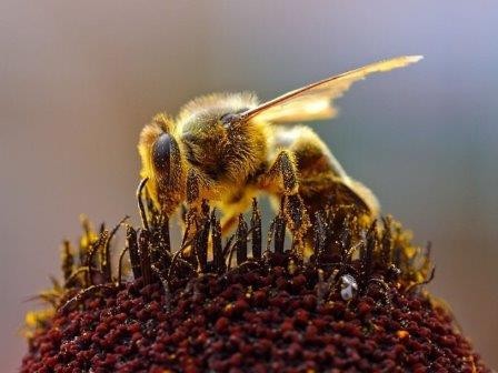 Среди пчел нашлись «правши» и «левши»