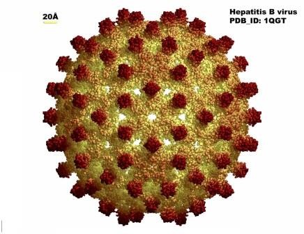 Старейшая днк вируса гепатита в озадачила генетиков