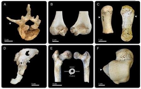 Старые кости о главном. анализ скелетов из сима де лос уэсос