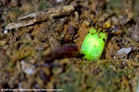 Странный червь-светлячок обнаружен в перуанских лесах. видео