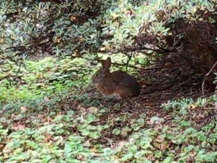 Суринамский вид кролика был открыт в нидерландах