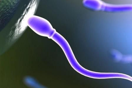 Тайна знакомства сперматозоида и яйцеклетки
