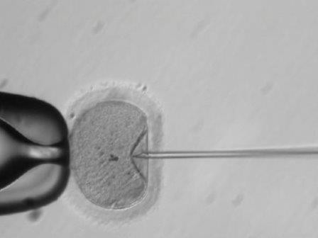 Технологию редактирования генома человеческих эмбрионов впервые применили в сша