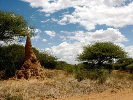 Термиты замедляют наступление пустынь