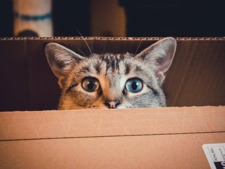 Тяга кошек к коробкам остается загадкой для исследователей