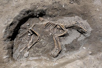 Турецкие археологи нашли скелет собаки в древней столице урарту