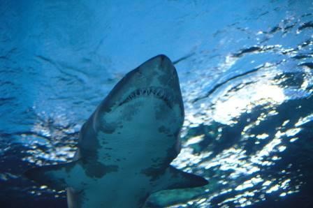 У акул обнаружены признаки личности