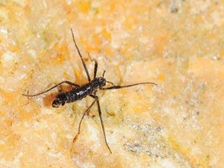 У антарктического комара обнаружили необычно короткий геном