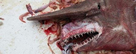 У берегов флориды обнаружили редкую акулу-домового