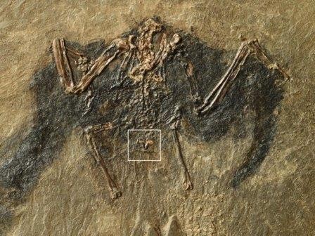 У древней птицы палеонтологи нашли сохранившуюся копчиковую железу