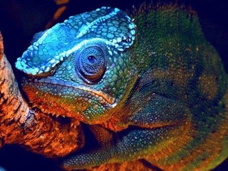 У хамелеонов обнаружена способность к флуоресценции